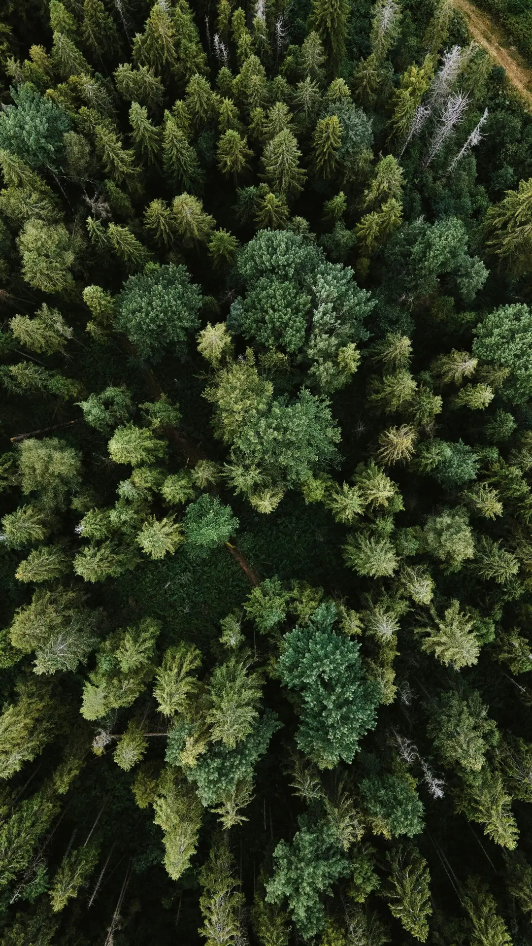 Forest From Above - Hypnotic