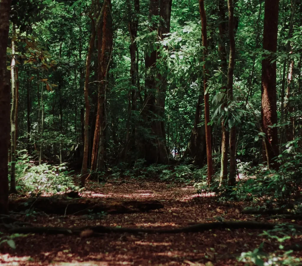 Forest Road – Hypnotic Forest Road - Hypnotic