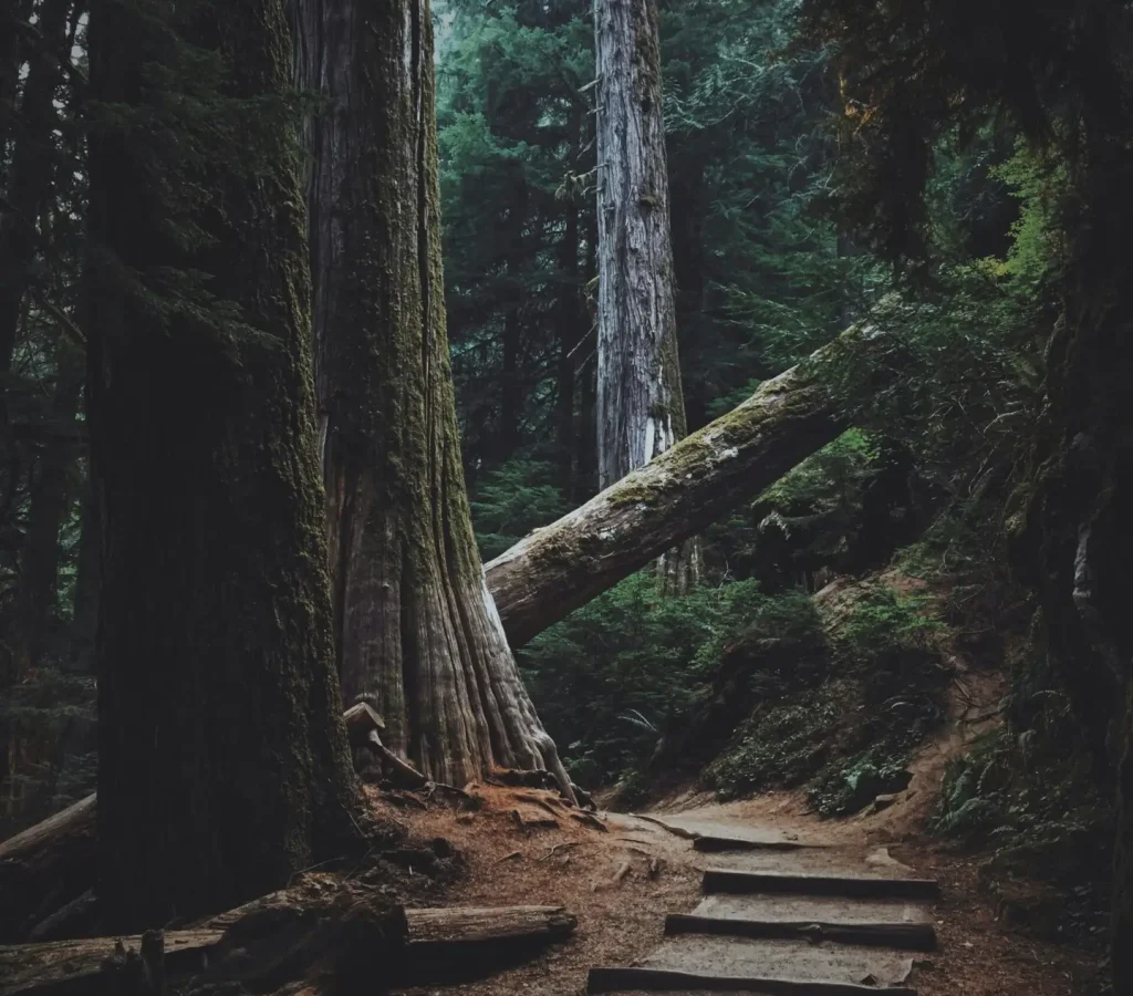 Mystic Forest – Hypnotic Mystic Forest - Hypnotic