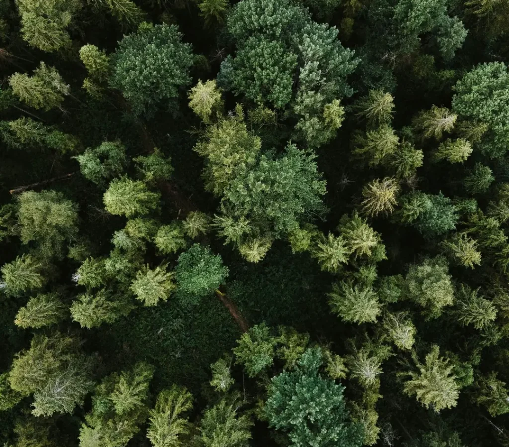 Forest From Above – Hypnotic Forest From Above - Hypnotic